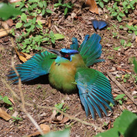 Lesson's Motmot